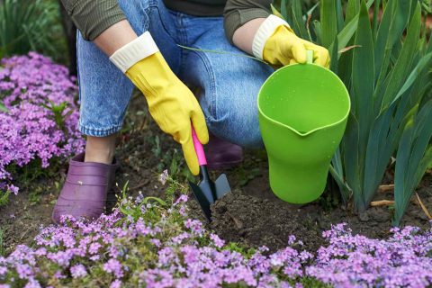 Gardening in London